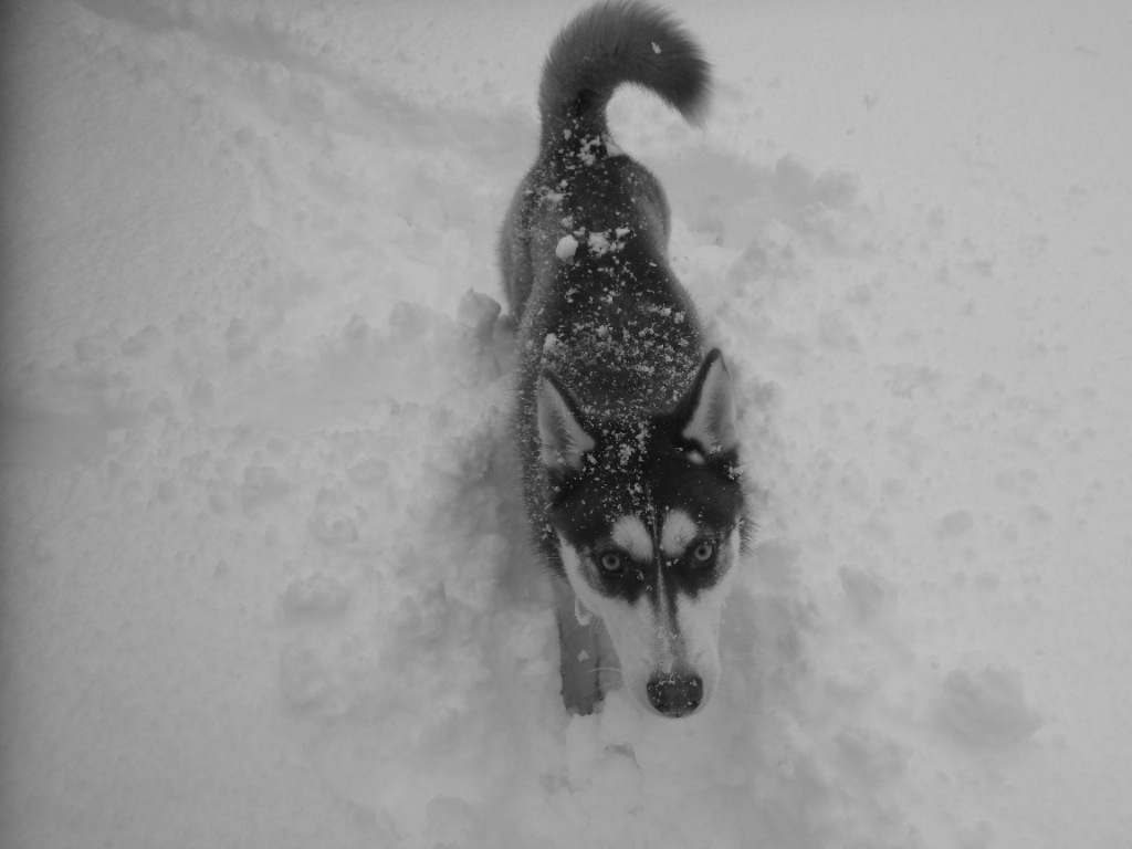 Janouck-chien-husky-aventure-voyage-outdoor-blog-