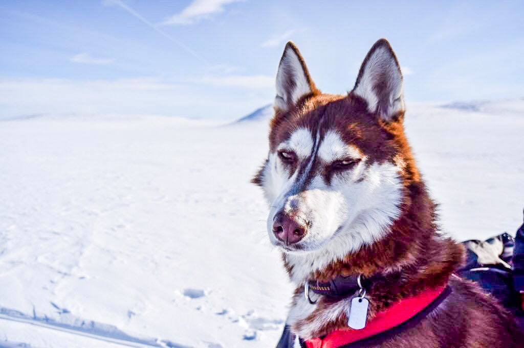 Janouk-chien-husky-voyage-outdoor-ski-blog